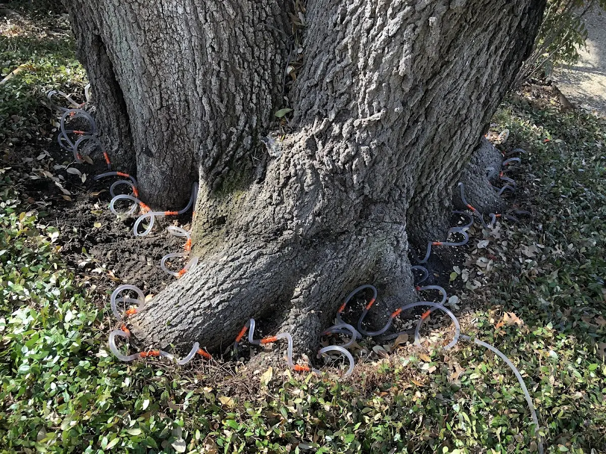 Detailed Tree Cabling and Bracing job site in Nacogdoches