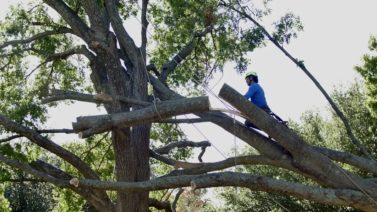 Professional Crown Thinning performed by certified arborists in Nacogdoches