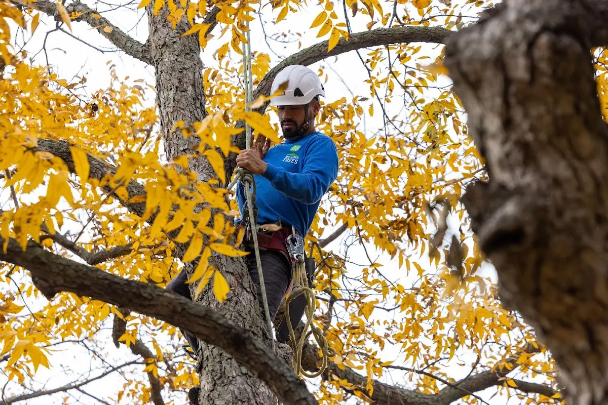 Skilled Tree Pruning crew working in Nacogdoches