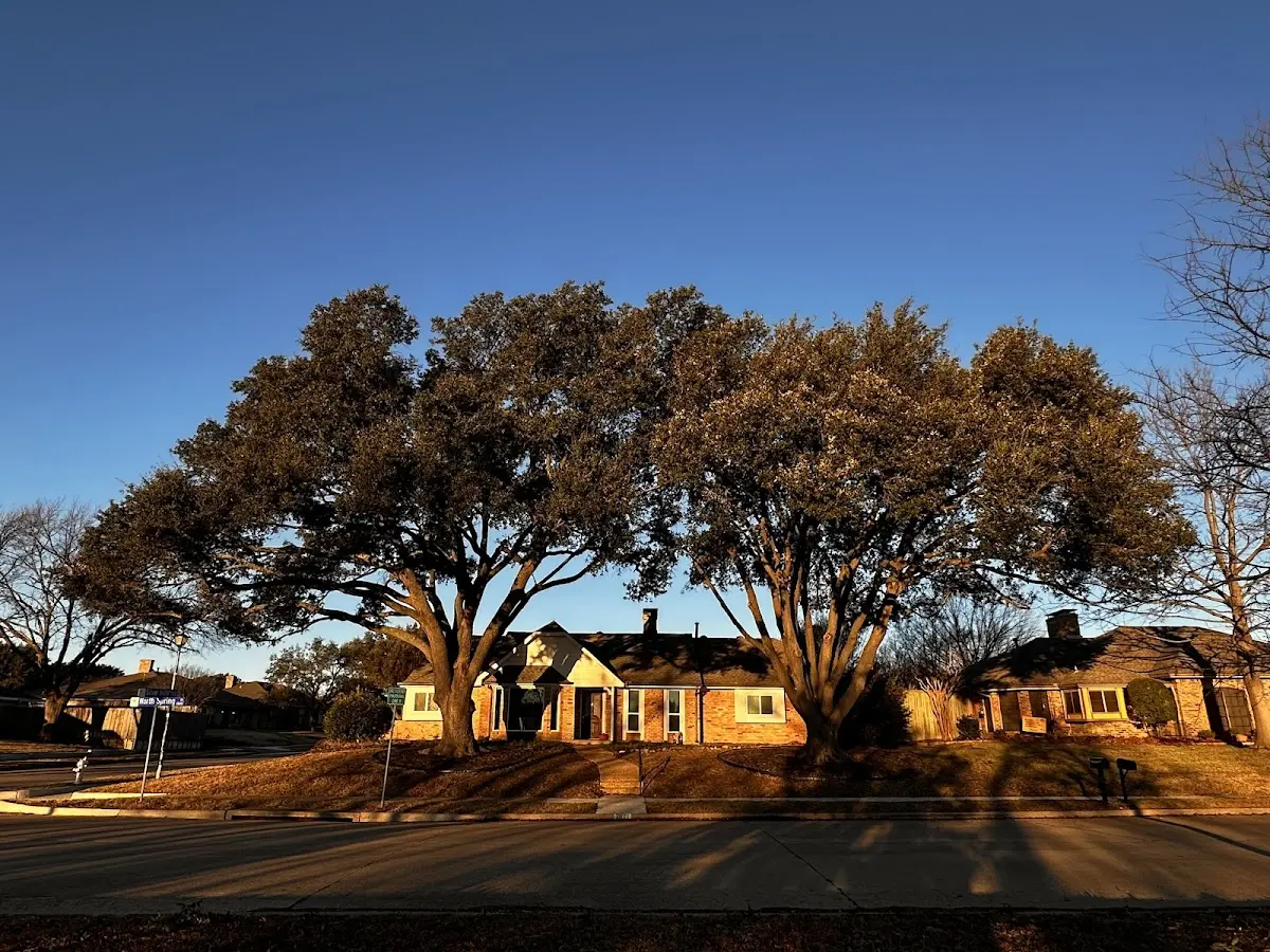 Established residential canopy tree shading a home in Nacogdoches